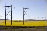 Transmission line towers in the middle of a yellow canola field in bloom with wind turbines in the background