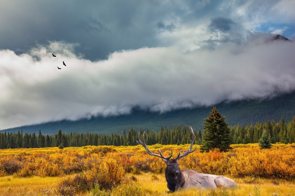 A caribou lying on the ground in a field with the rocky mountains in the background