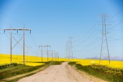 Transmission lines along a gravel road and canola fields in Alberta